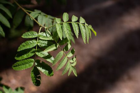 green leaves grow in forest on a branchの写真素材