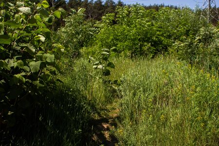 a tall green grass in summer forestの写真素材