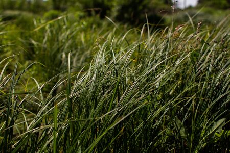 a tall green grass in summer forestの写真素材