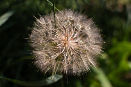 big dandelion closeup in summer in grassの写真素材