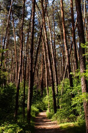 a dirt path in a pine forestの写真素材
