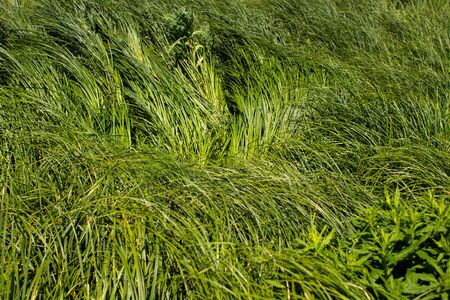 a tall green grass in summer forestの写真素材