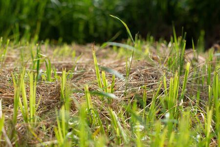 a cut grass in the meadowの写真素材