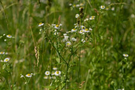 daisies among grass in meadowの写真素材