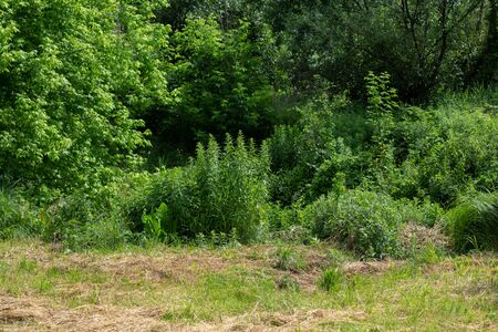 green trees and bushes in summer in sunの写真素材