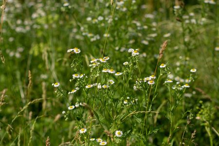 daisies among grass in meadowの写真素材