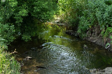 small river in park with treesの写真素材