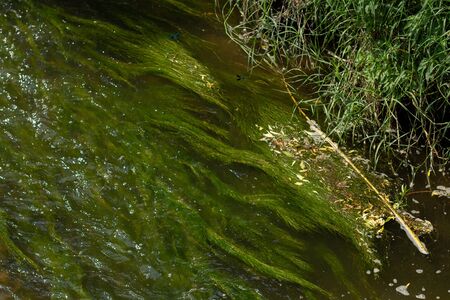 seaweed in the river in summerの写真素材