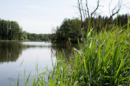 a big lake in the green forestの写真素材