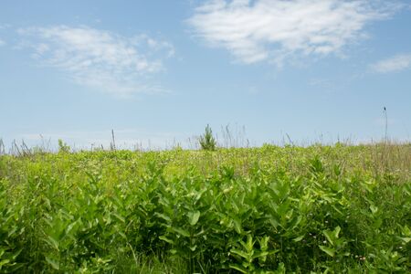 a green field with grass and bushes and blue skyの写真素材