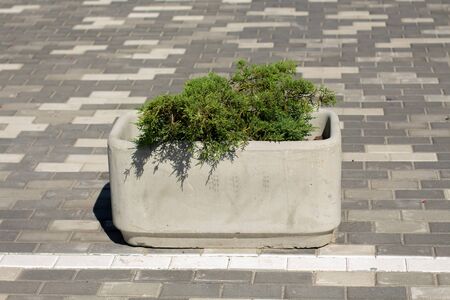 decor in large clay pot on the sidewalkの写真素材