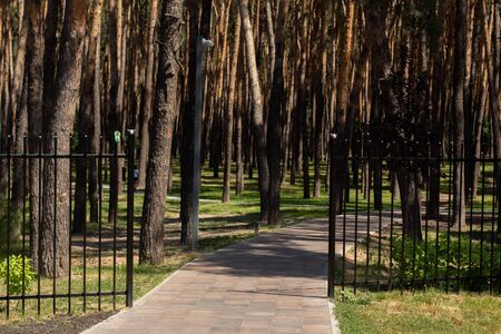 jogging track in pine parkの写真素材
