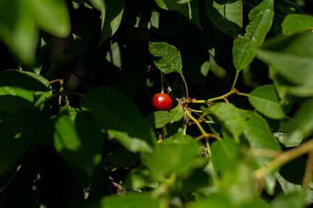 ripe cherry on tree branchの写真素材