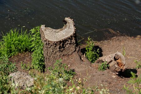 a cut tree near the lakeの写真素材