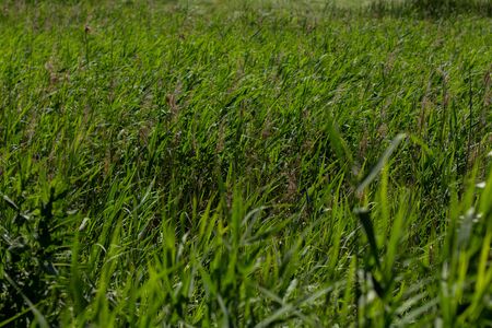 dense tall green grass in meadowの写真素材