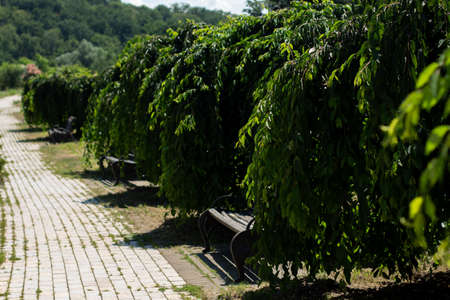 paved walkway in Italian park gardenの写真素材
