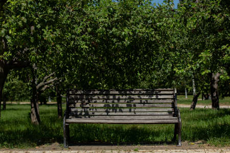 wooden bench in large garden