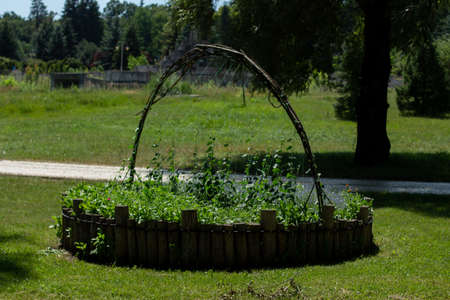 beautiful flowerbed in middle of the lawnの写真素材