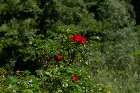 a red roses in the green gardenの写真素材