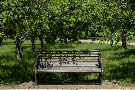 wooden bench in large gardenの写真素材