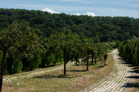 paved walkway in Italian park gardenの写真素材