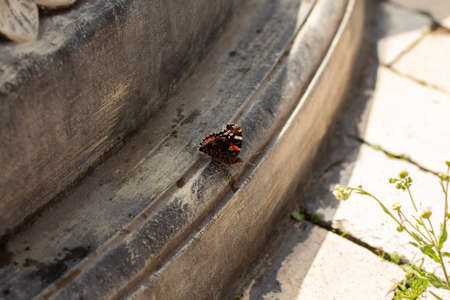 a butterfly sits on stoneの写真素材