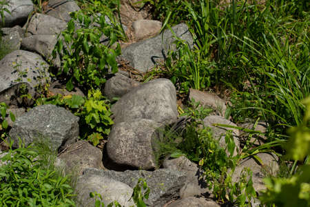 paved stones in landscaped gardenの写真素材