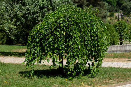 beautiful tree with hanging leaves in gardenの写真素材