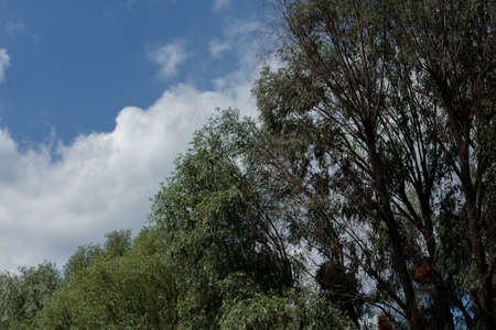 a trees against the blue sky