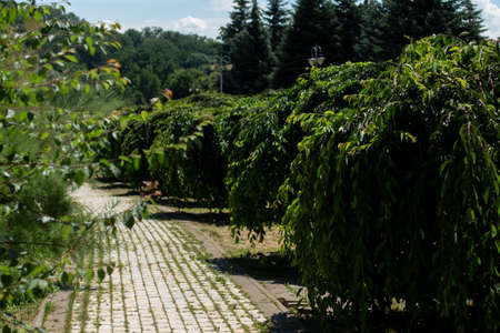 paved walkway in Italian park gardenの写真素材