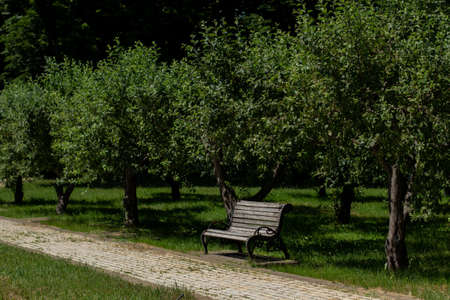 wooden bench in large gardenの写真素材
