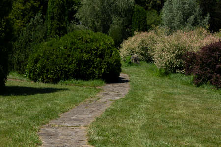 paved walkway in Italian park gardenの写真素材