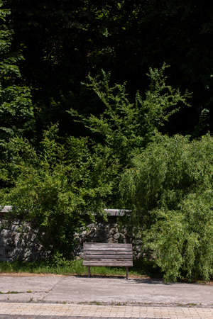 a wooden bench in the summer parkの写真素材