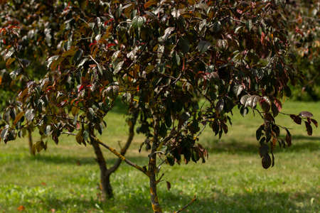 beautiful trees grow in gardenの写真素材