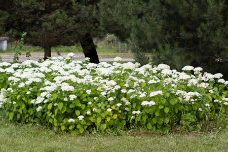 flowerbed of white flowers in a clearing in parkの写真素材