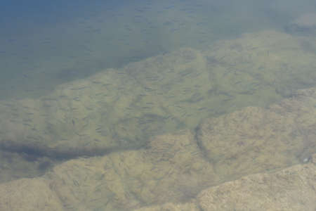 clear water in a lake with bunch of fishの写真素材