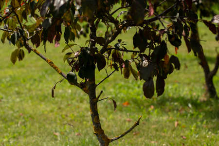 beautiful trees grow in gardenの写真素材