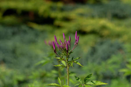 purple flower bud in gardenの写真素材