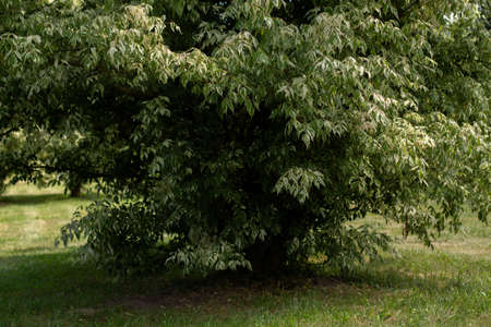 green meadow in park with treesの写真素材
