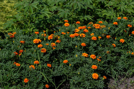 orange marigold flowers in gardenの写真素材