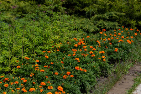 orange marigold flowers in gardenの写真素材