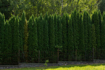 a high arborvitae in the parkの写真素材