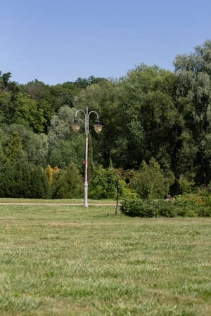 green meadow in park with treesの写真素材