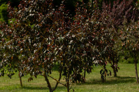 beautiful trees grow in gardenの写真素材