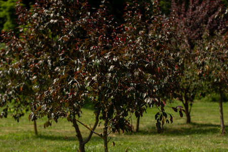 beautiful trees grow in gardenの写真素材