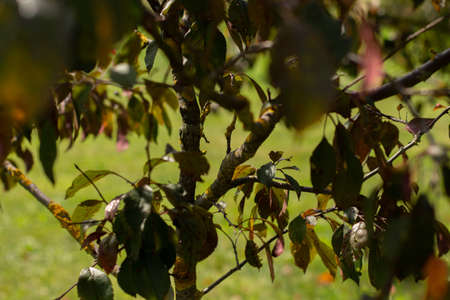 beautiful trees grow in gardenの写真素材