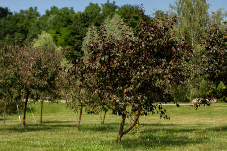 beautiful trees grow in gardenの写真素材