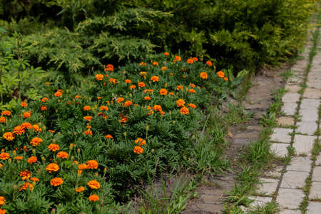 orange marigold flowers in gardenの写真素材
