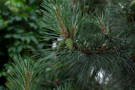 young green bump on pine branchの写真素材
