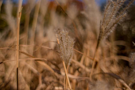 man in suit in the autumn in the parkの写真素材